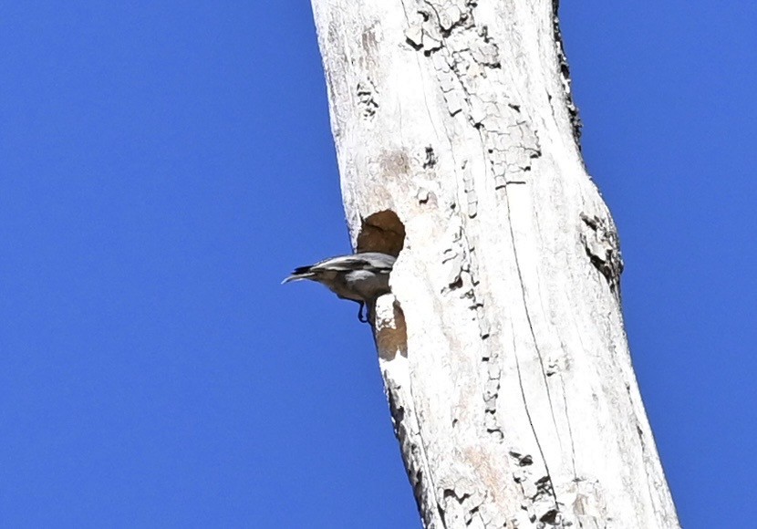 Boz Başlı Sıvacı - ML651064352