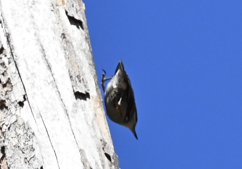 Boz Başlı Sıvacı - ML651064353