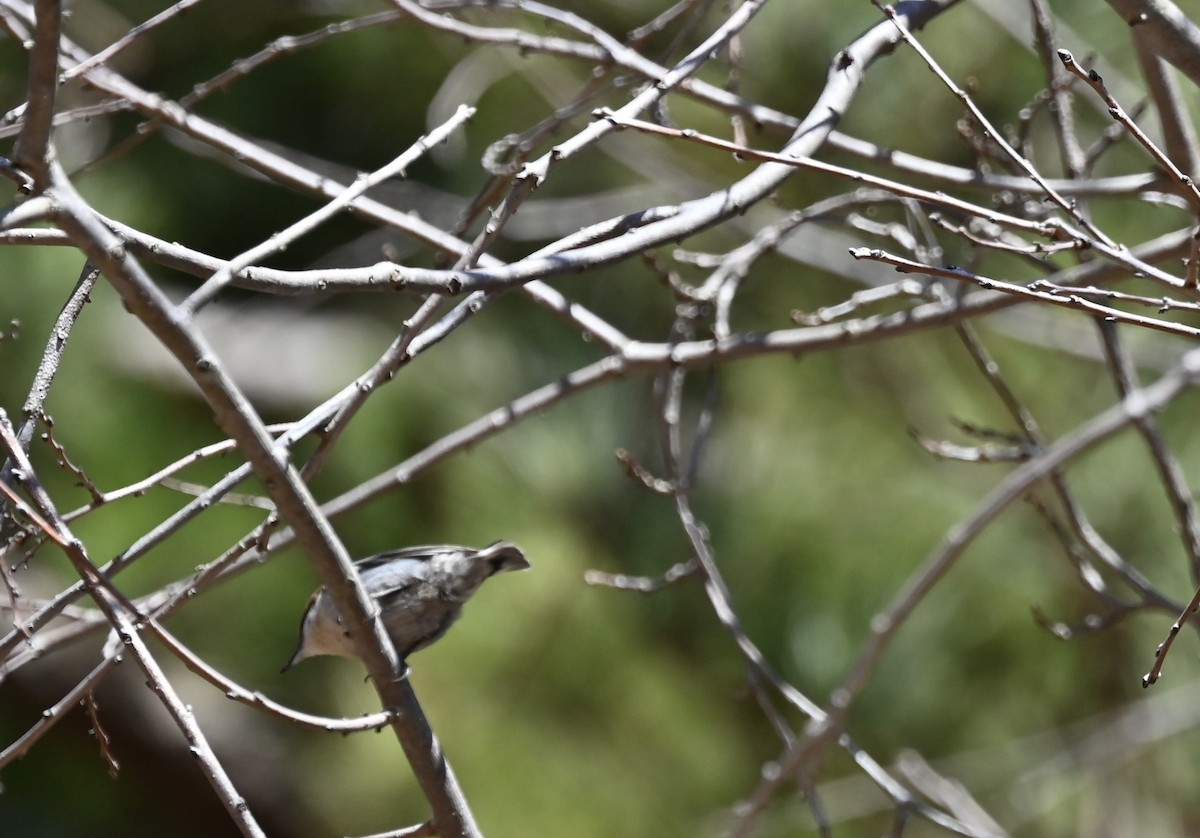 Boz Başlı Sıvacı - ML651064354