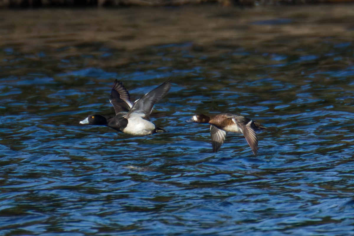 Ring-necked Duck x Lesser Scaup (hybrid) - ML651064358