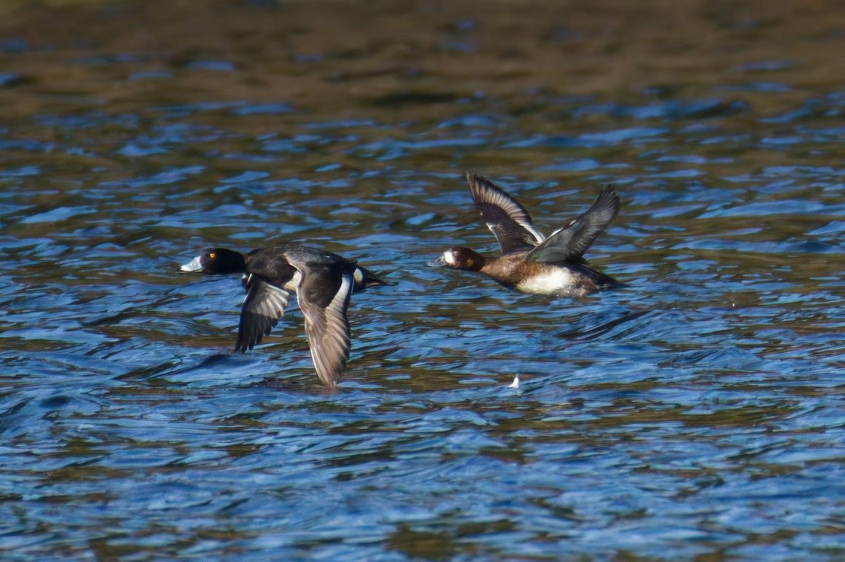 Ring-necked Duck x Lesser Scaup (hybrid) - ML651064359