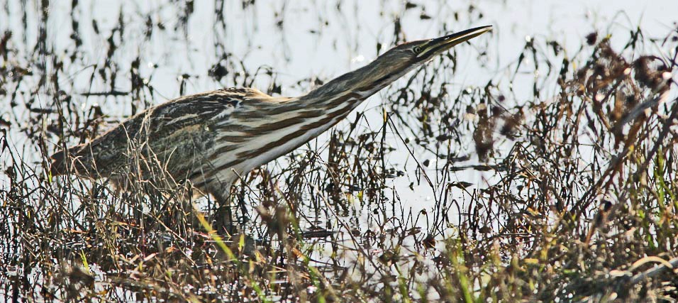 American Bittern - ML651064523