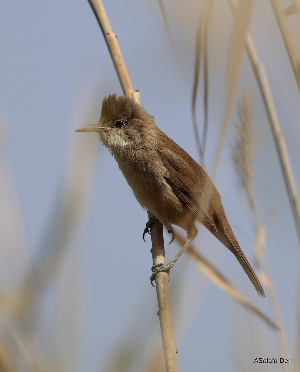 Clamorous Reed Warbler (Clamorous) - ML651064586