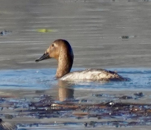 Porrón Coacoxtle - ML651064592