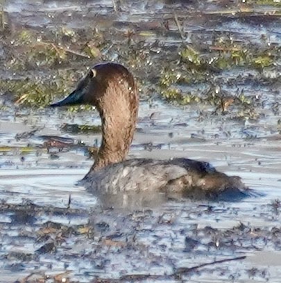 Porrón Coacoxtle - ML651064593