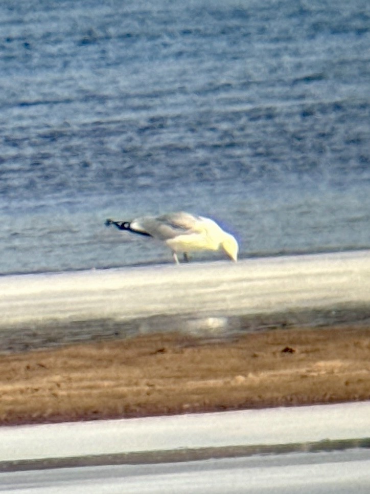 クロワカモメ - ML651065038