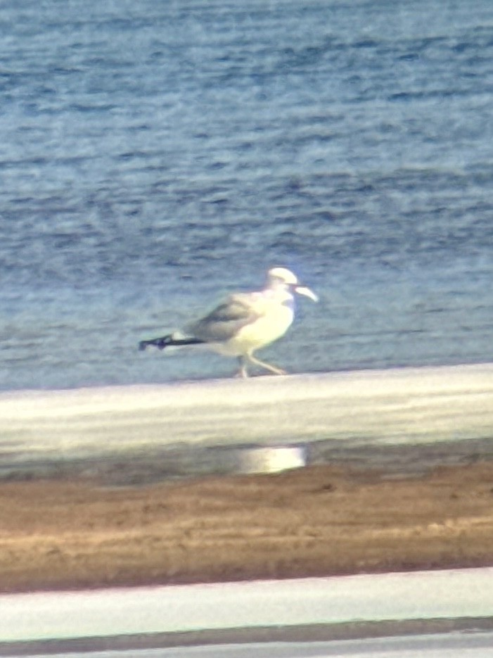 クロワカモメ - ML651065039