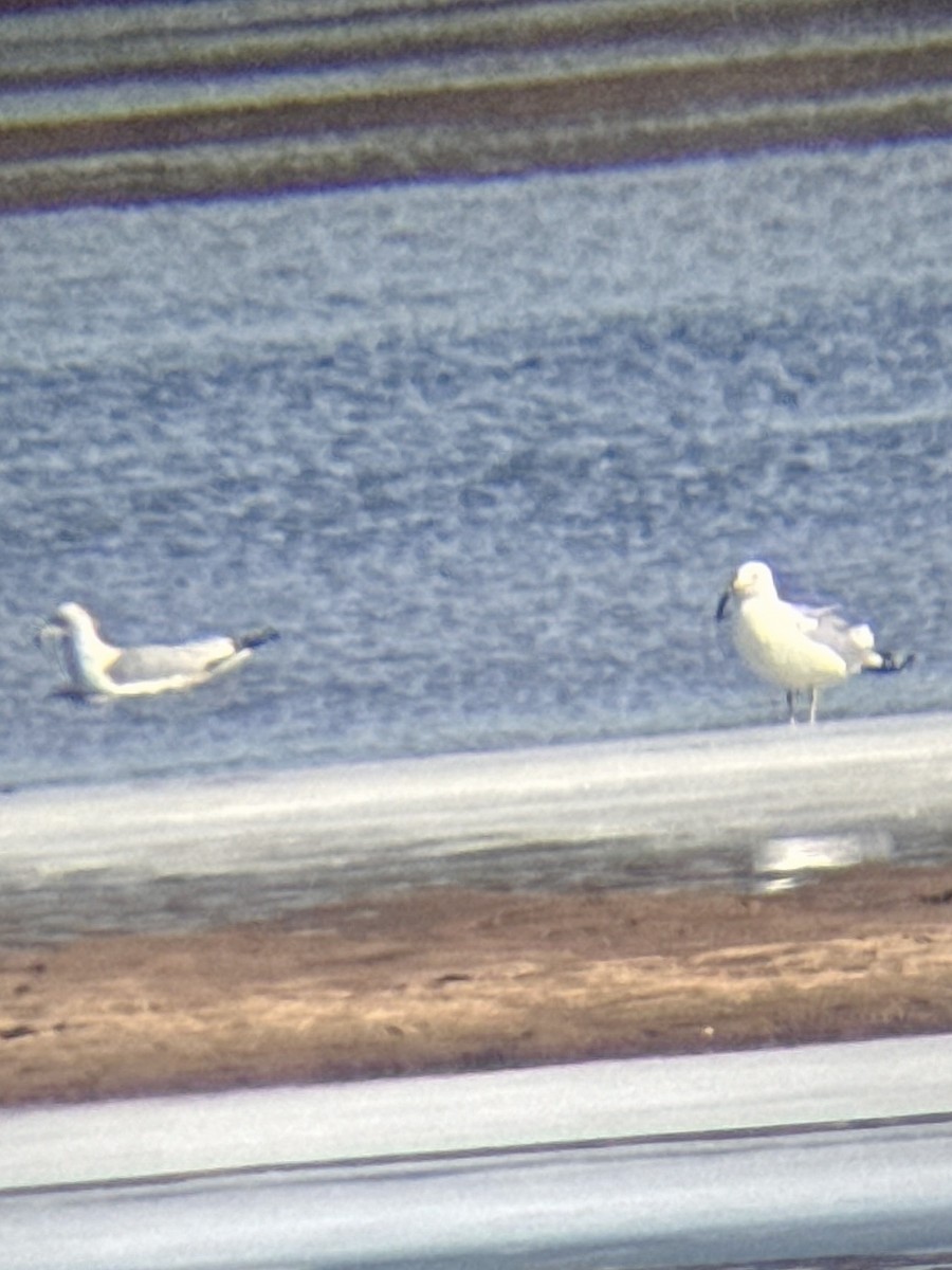 クロワカモメ - ML651065040