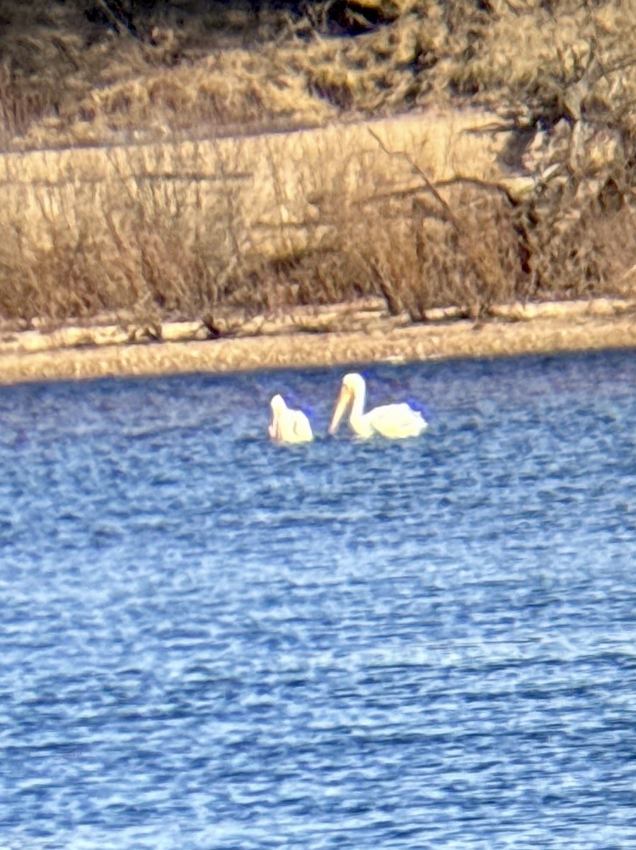 アメリカシロペリカン - ML651065044