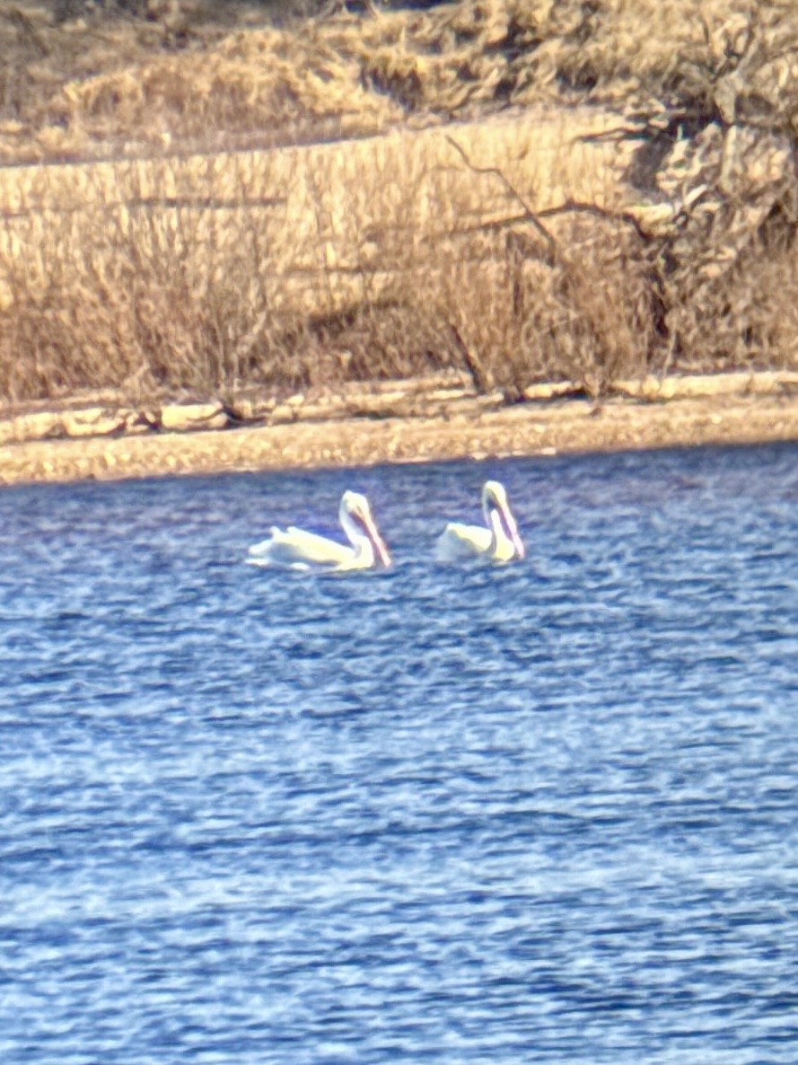 アメリカシロペリカン - ML651065045