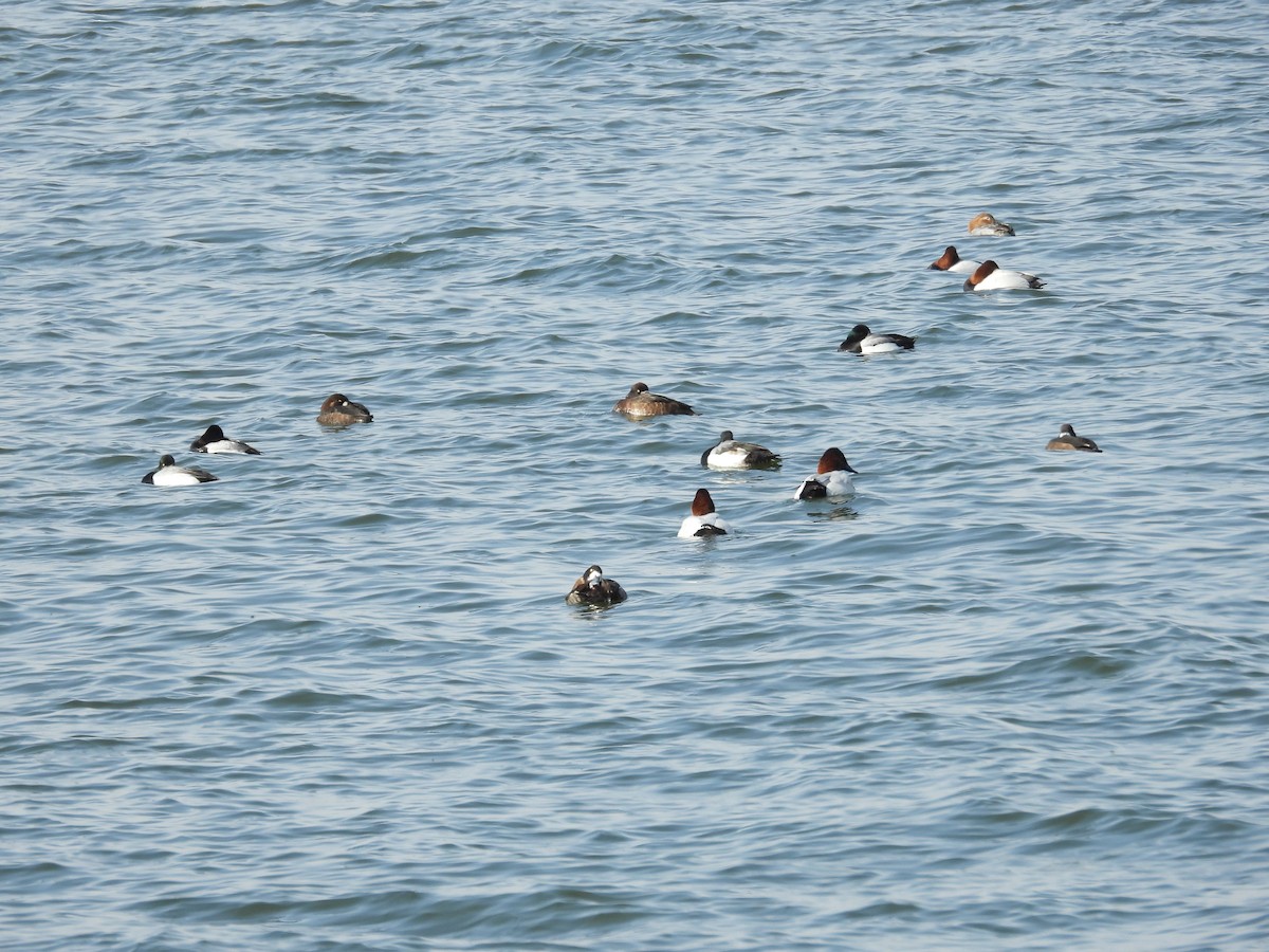 Porrón Coacoxtle - ML651065142