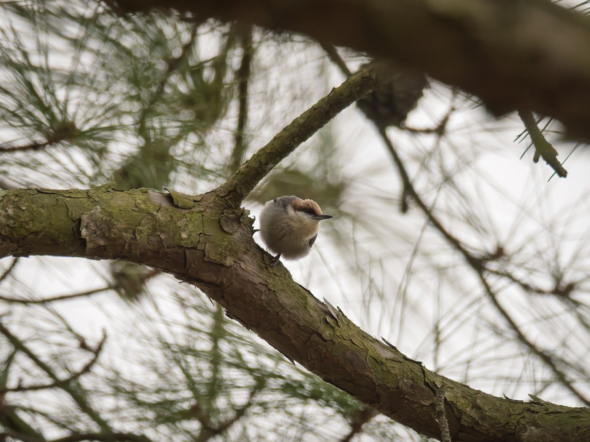 Boz Başlı Sıvacı - ML651065339