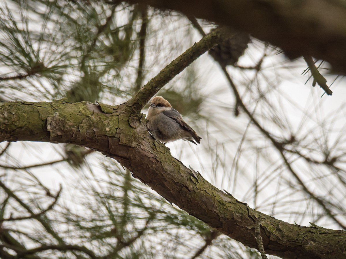 Boz Başlı Sıvacı - ML651065340