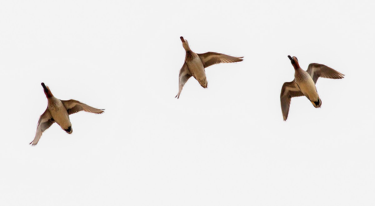 Green-winged Teal (American) - Nick Pulcinella