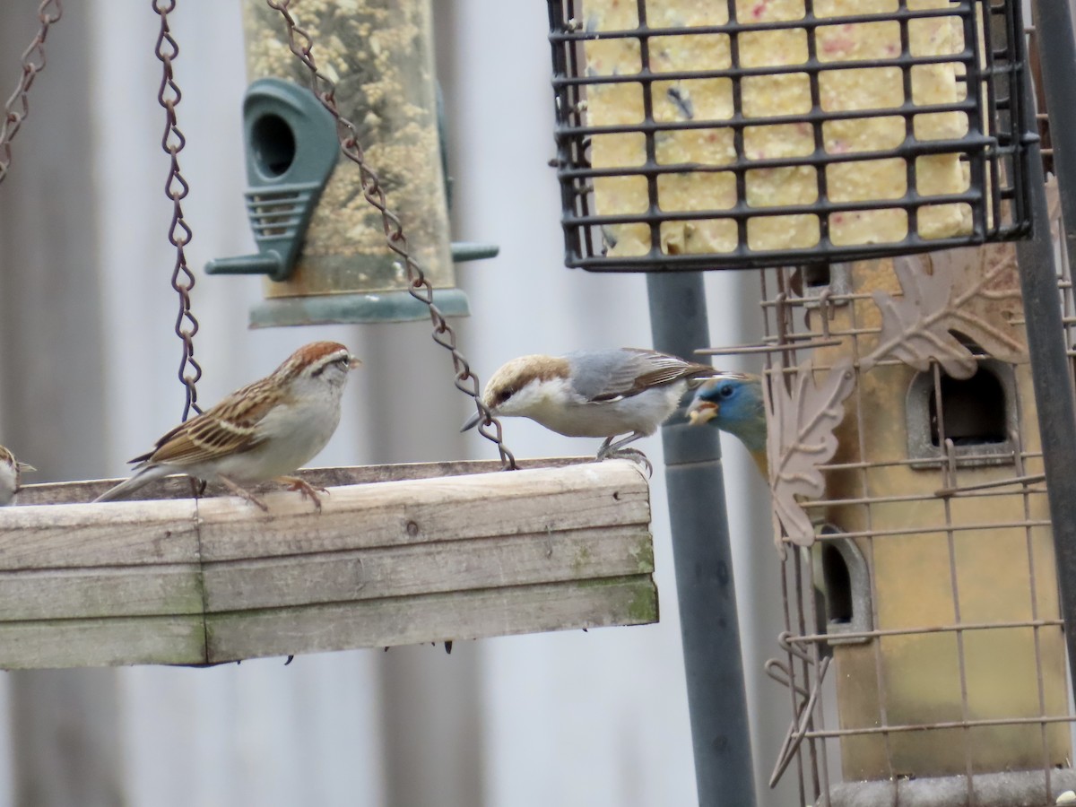 Boz Başlı Sıvacı - ML651066390