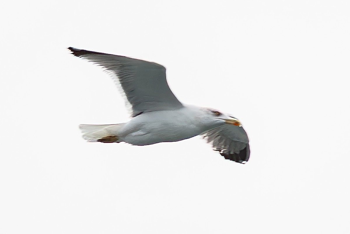 Yellow-legged/Lesser Black-backed Gull - ML651066961