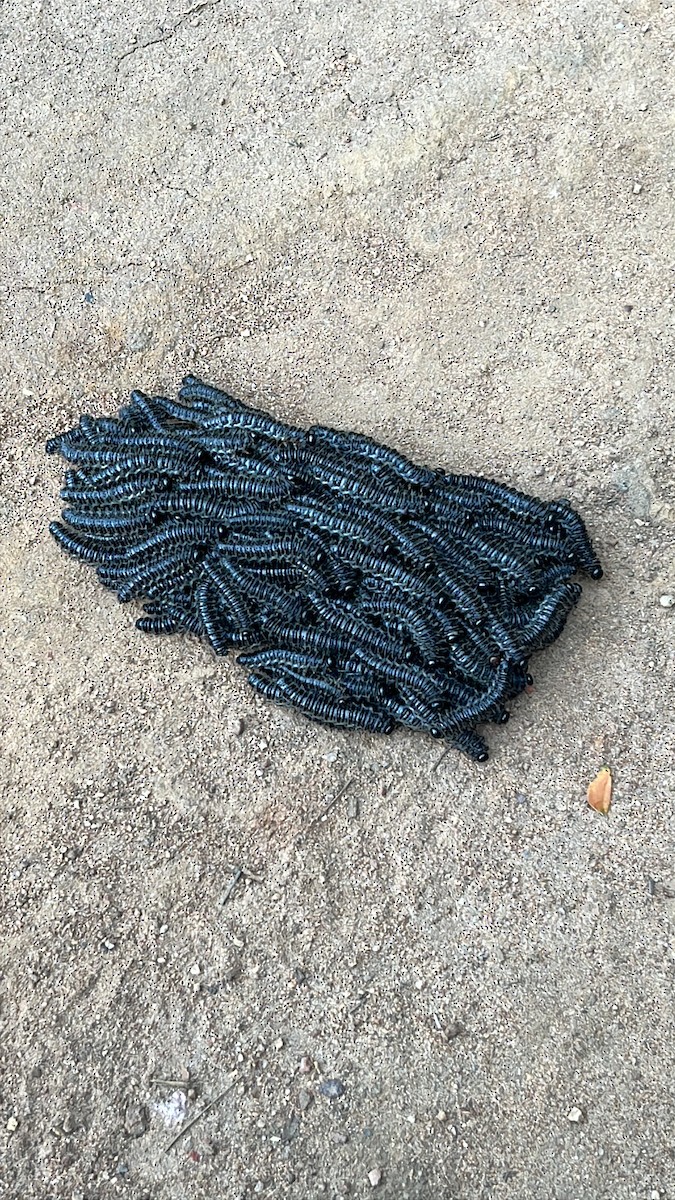 בעלי חיים - ML651066975