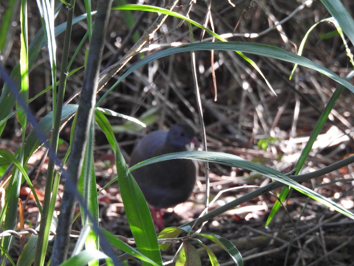 Small-billed Tinamou - ML651067009