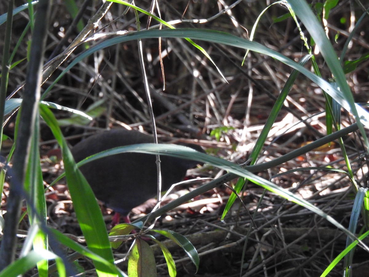 Small-billed Tinamou - ML651067010
