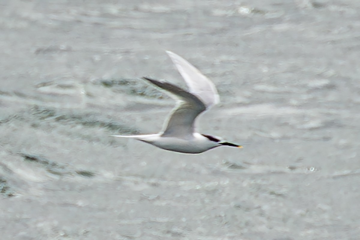 Sandwich Tern - ML651067045