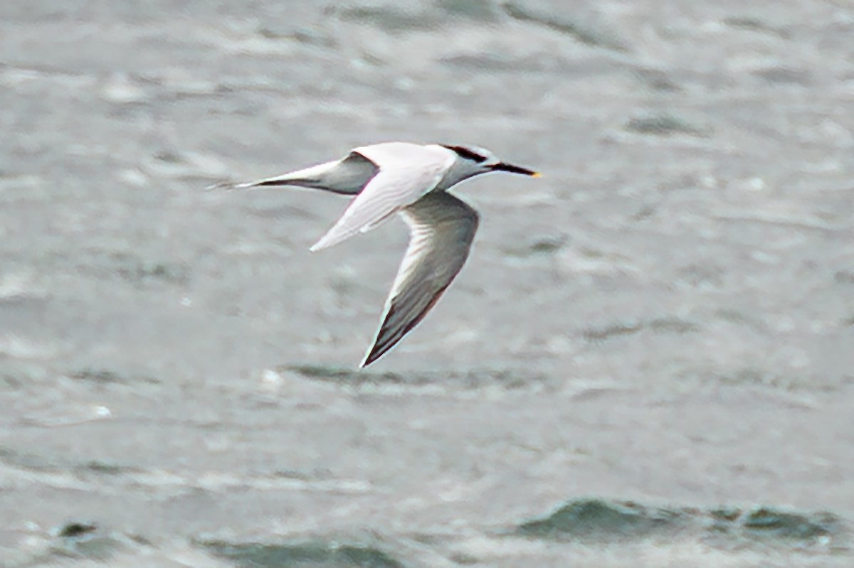 Sandwich Tern - ML651067046