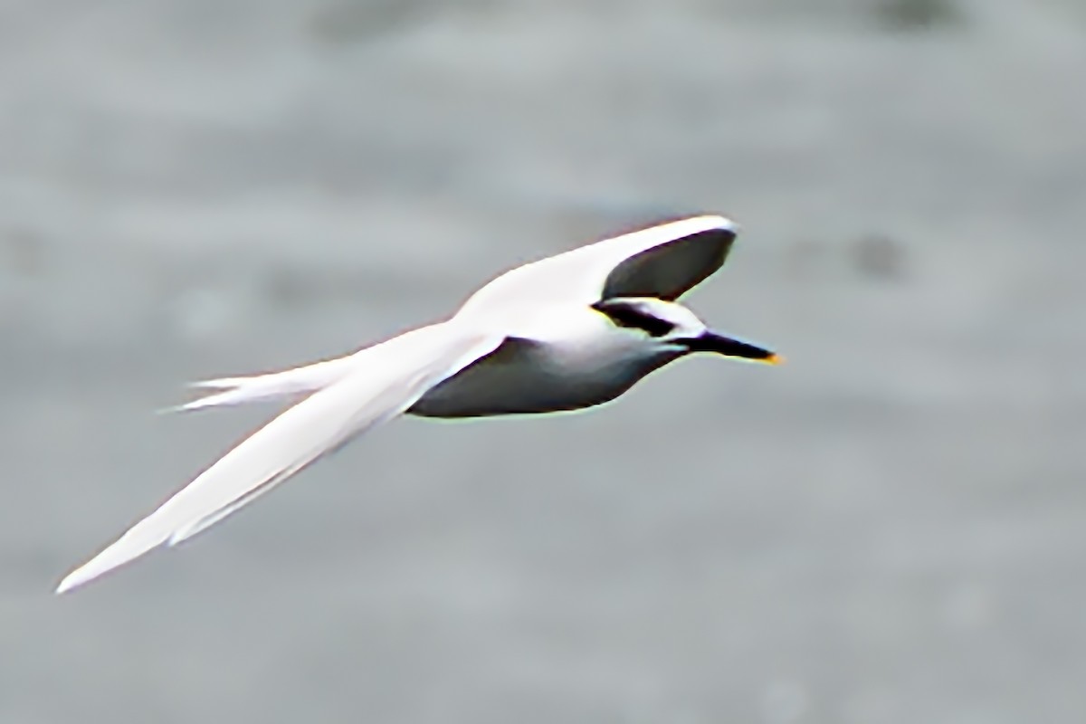Sandwich Tern - ML651067047