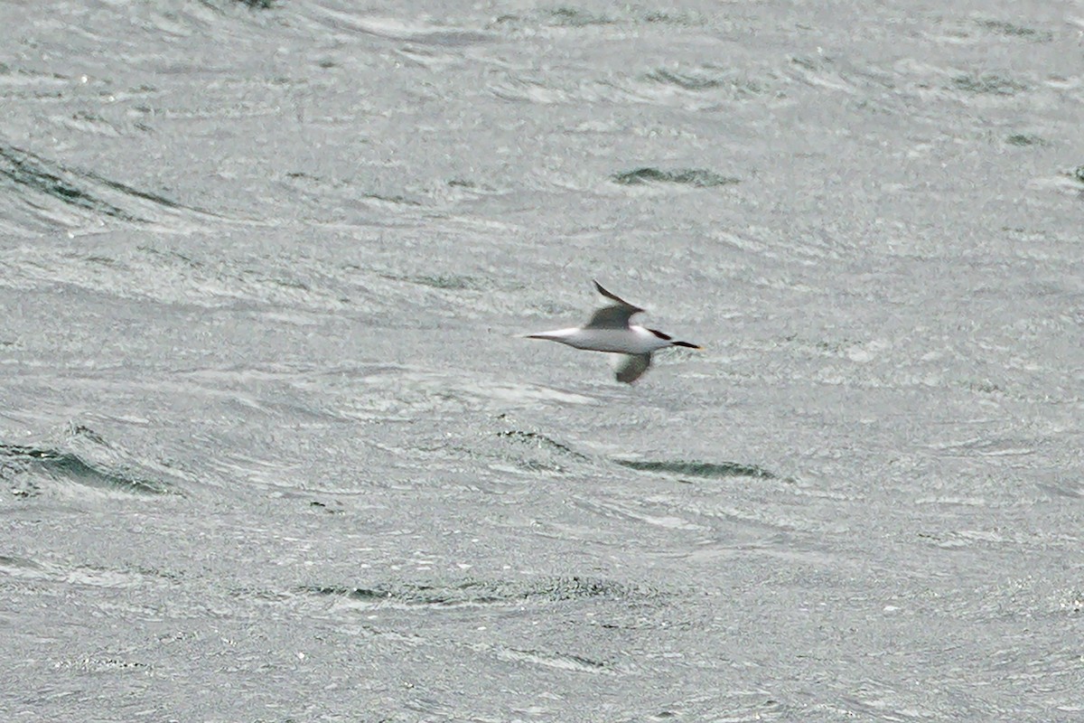 Sandwich Tern - ML651067049