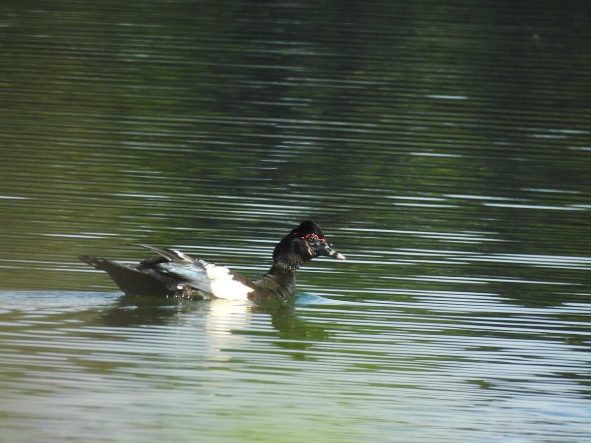 ברבר - ML651067051