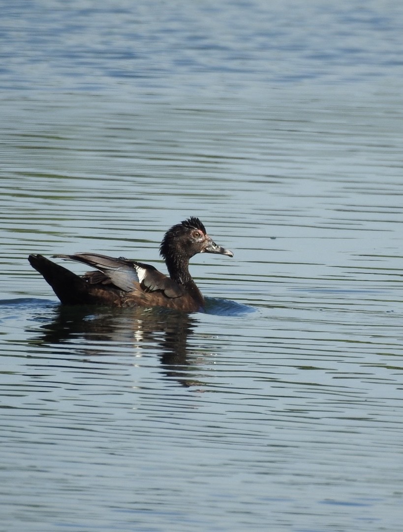 ברבר - ML651067052