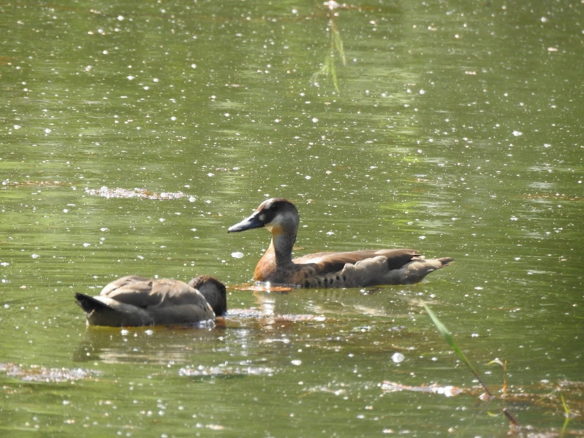 שרשיר ברזילאי - ML651067078