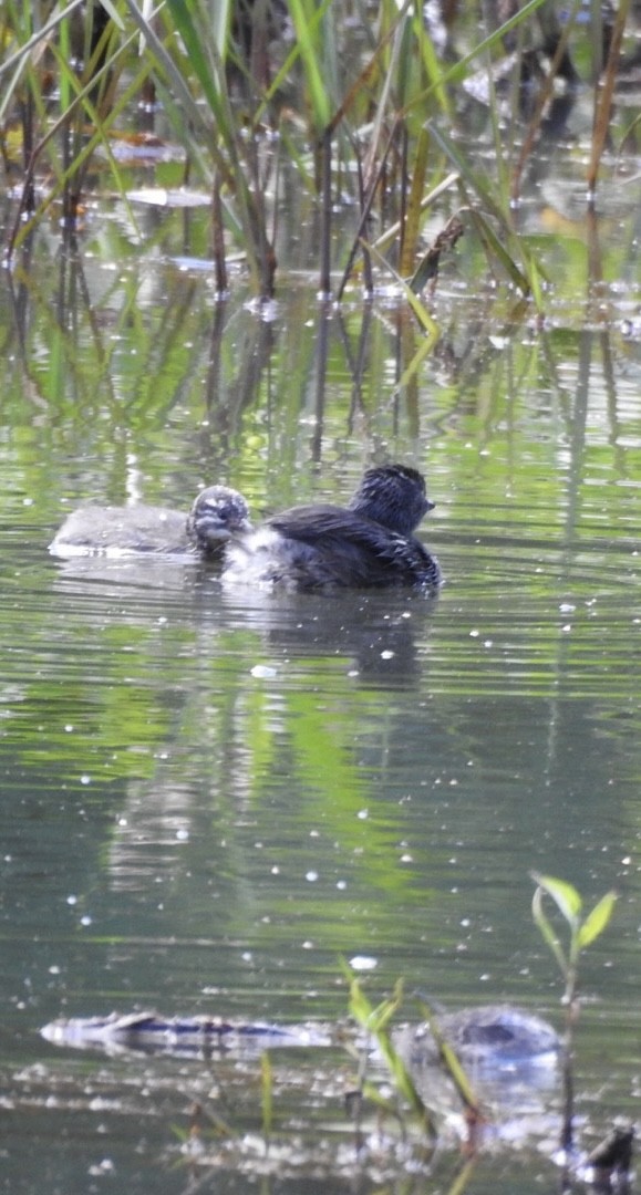 Least Grebe - ML651067169