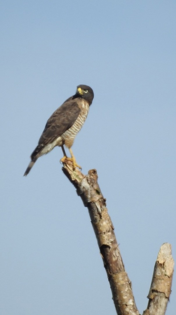 Roadside Hawk - ML651067195