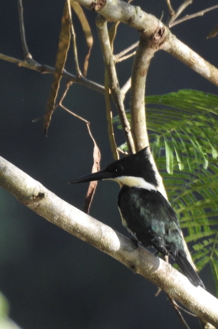 Green Kingfisher - ML651067242