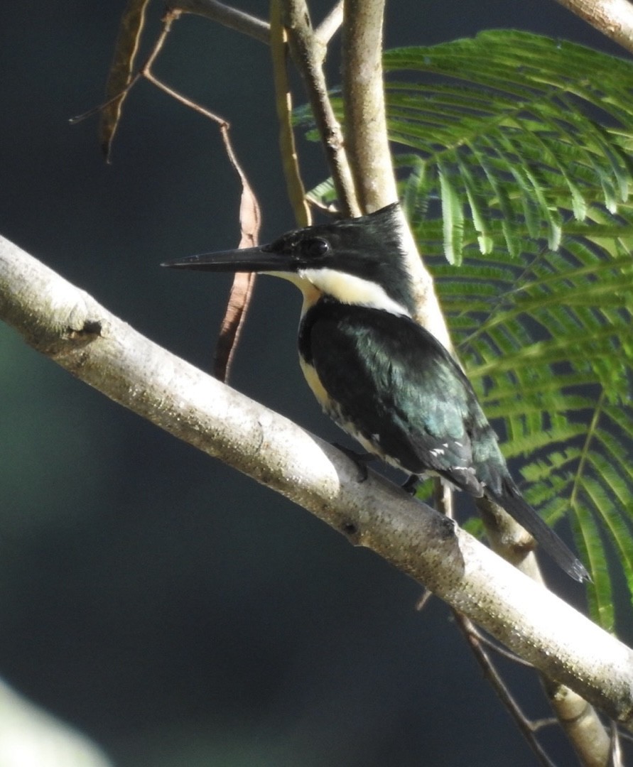 Green Kingfisher - ML651067243