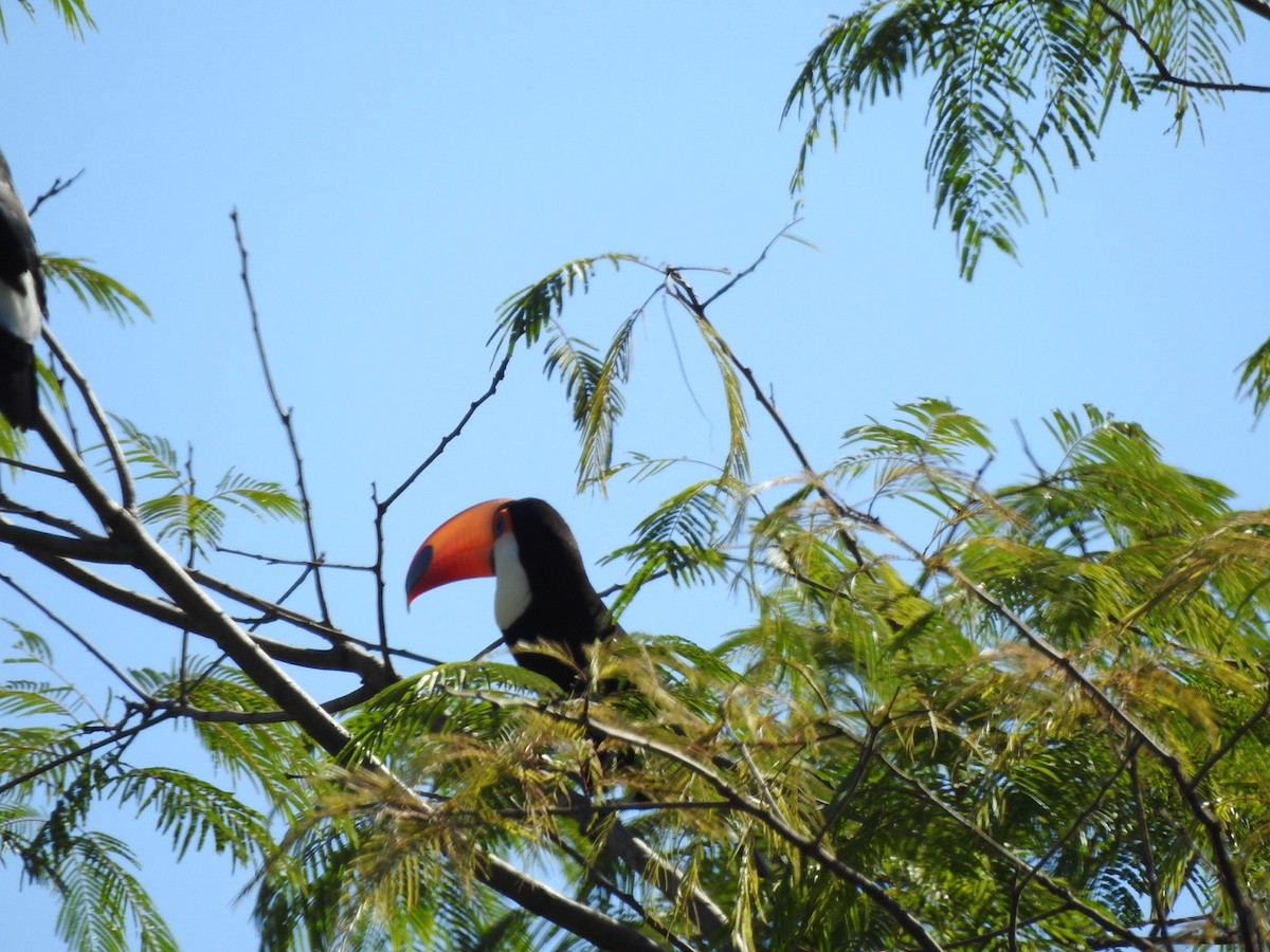 Toco Toucan - ML651067257