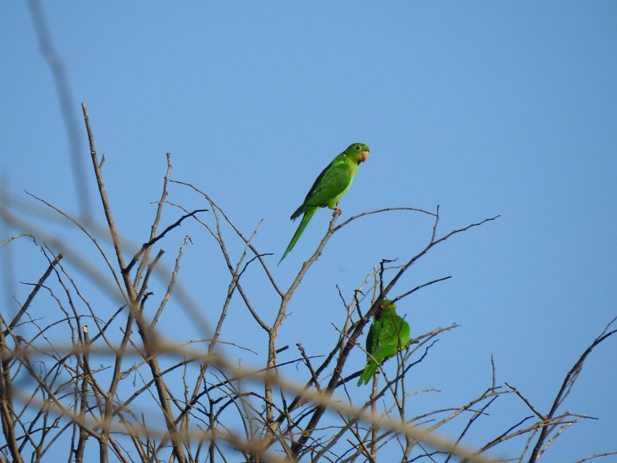 White-eyed Parakeet - ML651067300