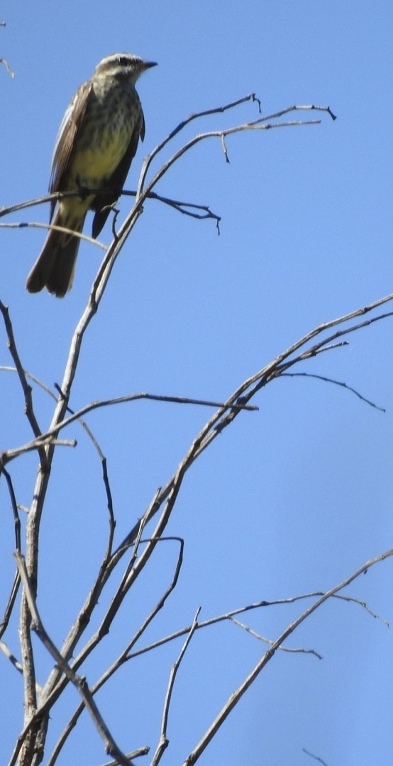 Piratic Flycatcher - ML651067396