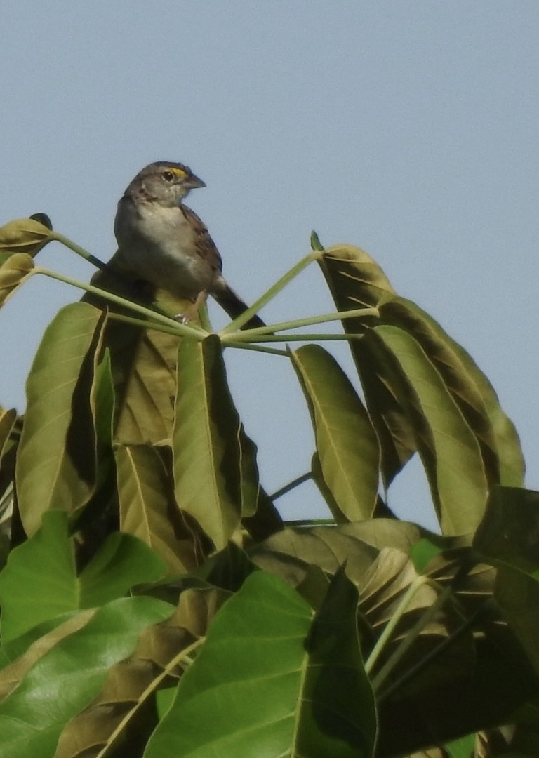 Grassland Sparrow - ML651067456