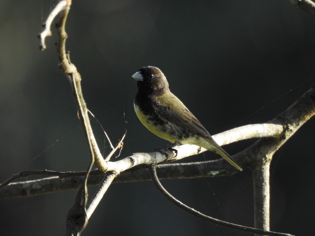 Yellow-bellied Seedeater - ML651067494