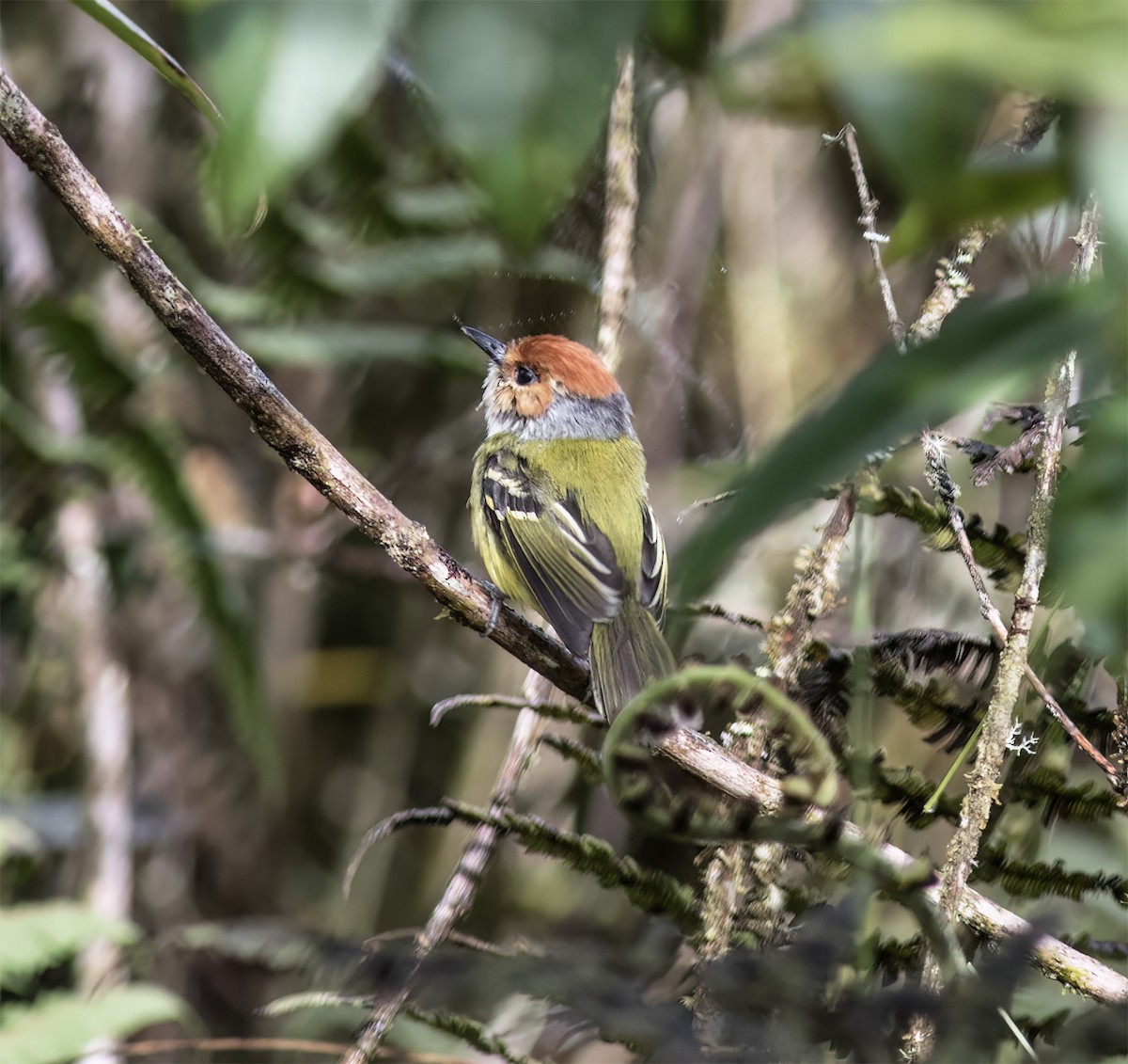 Rufous-crowned Tody-Flycatcher - ML651067537