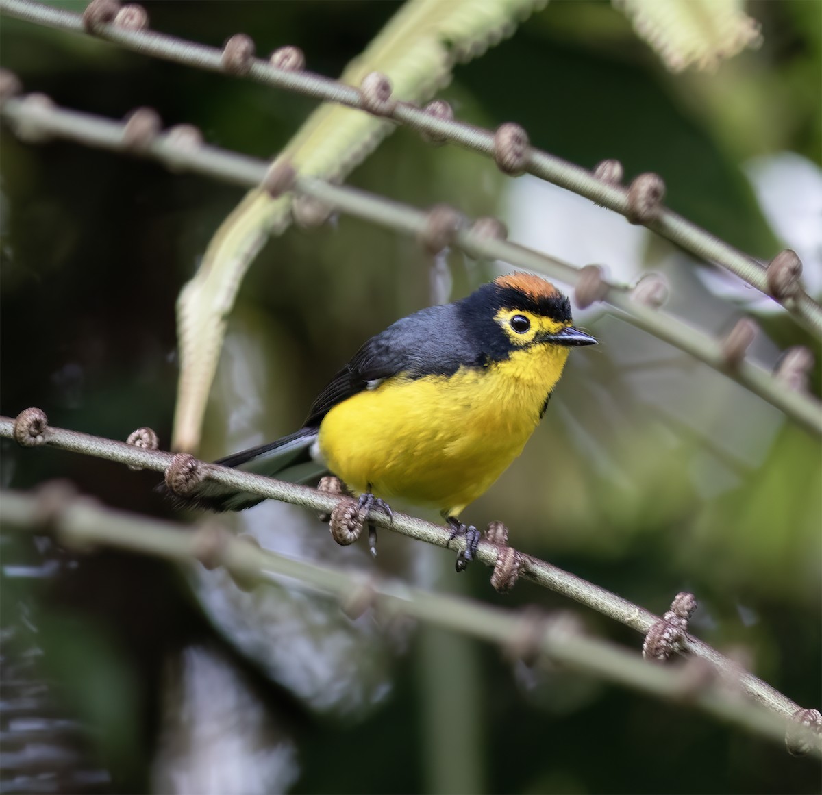Spectacled Redstart - ML651067580