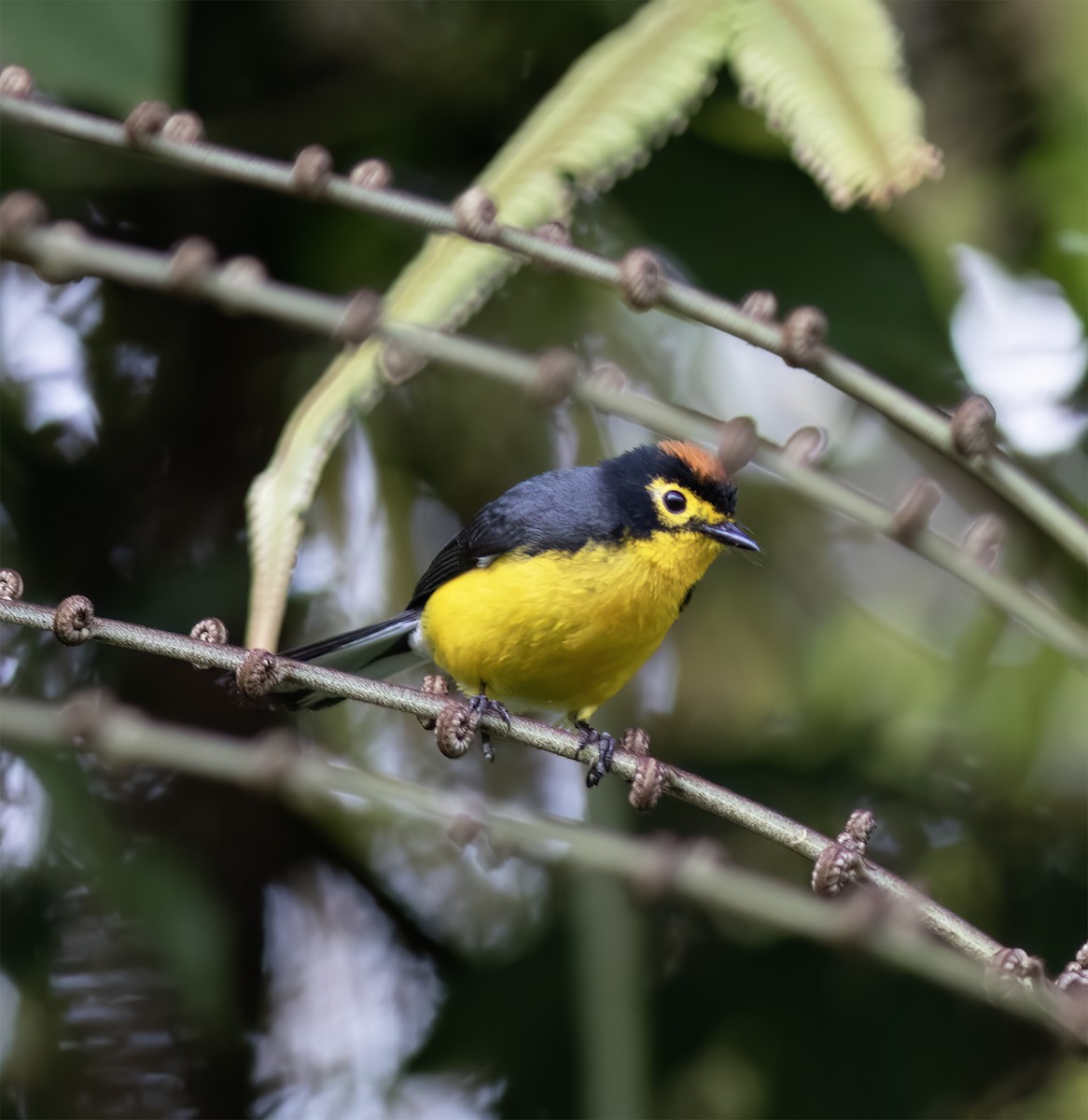 Spectacled Redstart - ML651067581