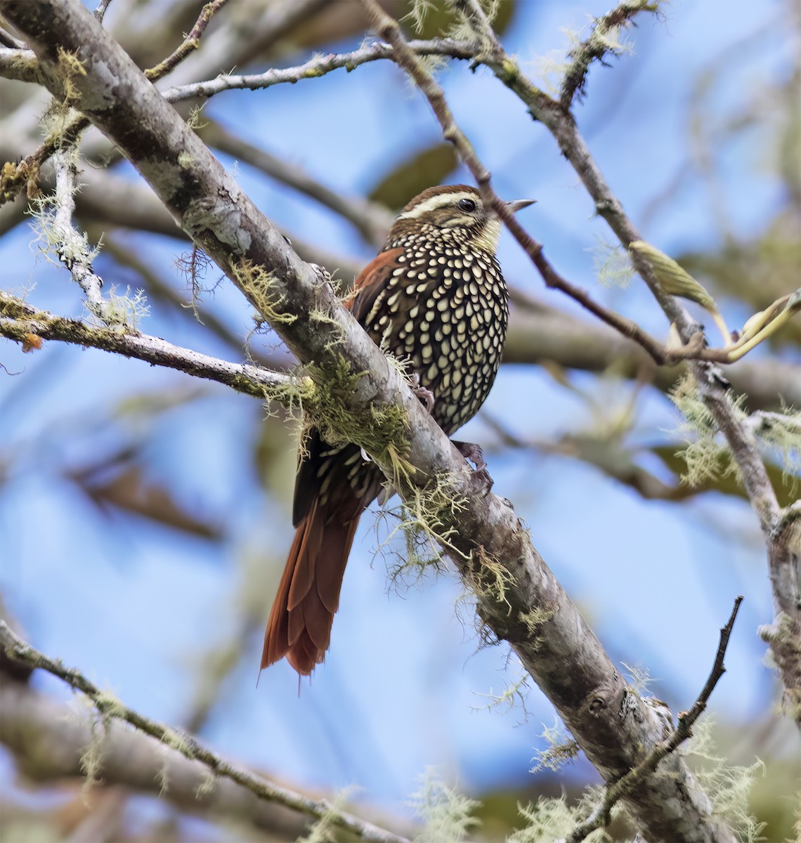 Pearled Treerunner - ML651067614