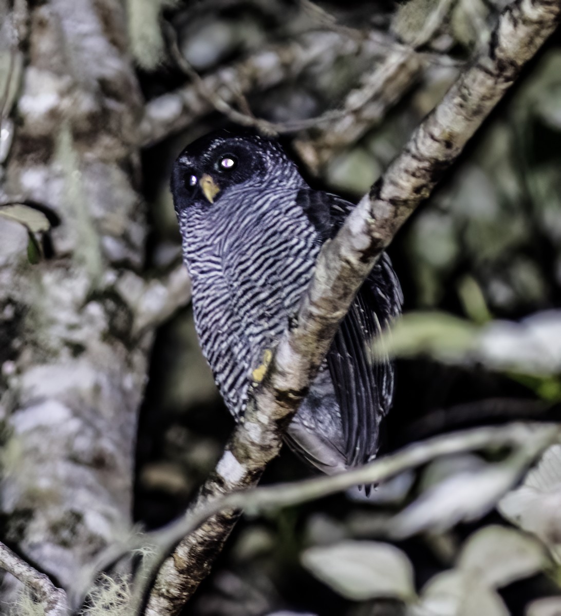 Black-banded Owl - ML651067644