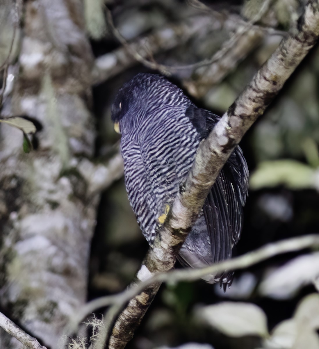 Black-banded Owl - ML651067645