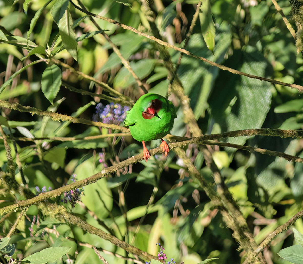 Grass-green Tanager - ML651067746