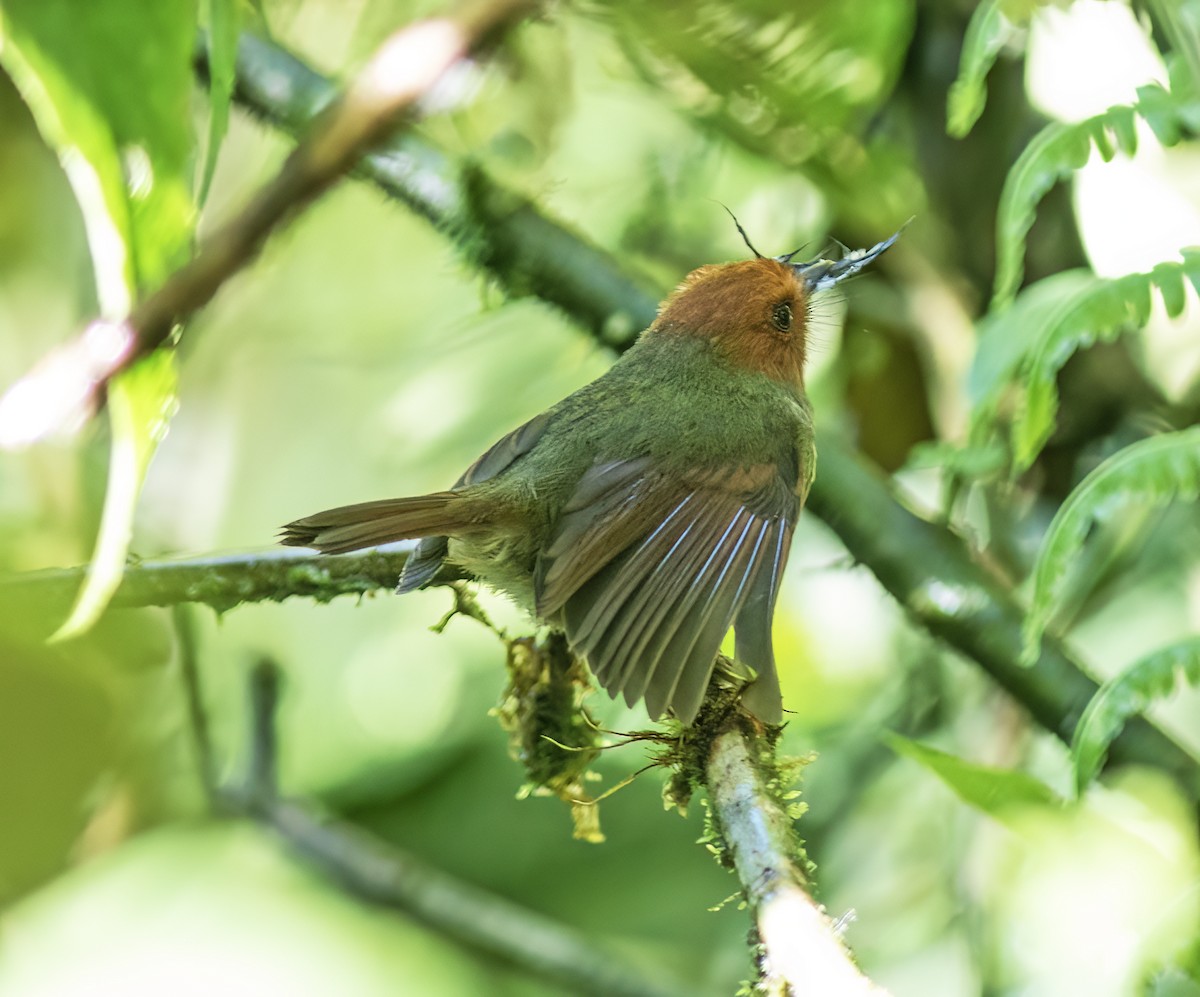 Rufous-headed Pygmy-Tyrant - ML651067785