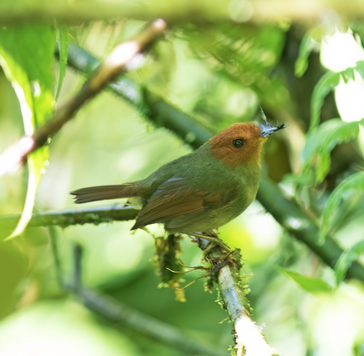 Rufous-headed Pygmy-Tyrant - ML651067786