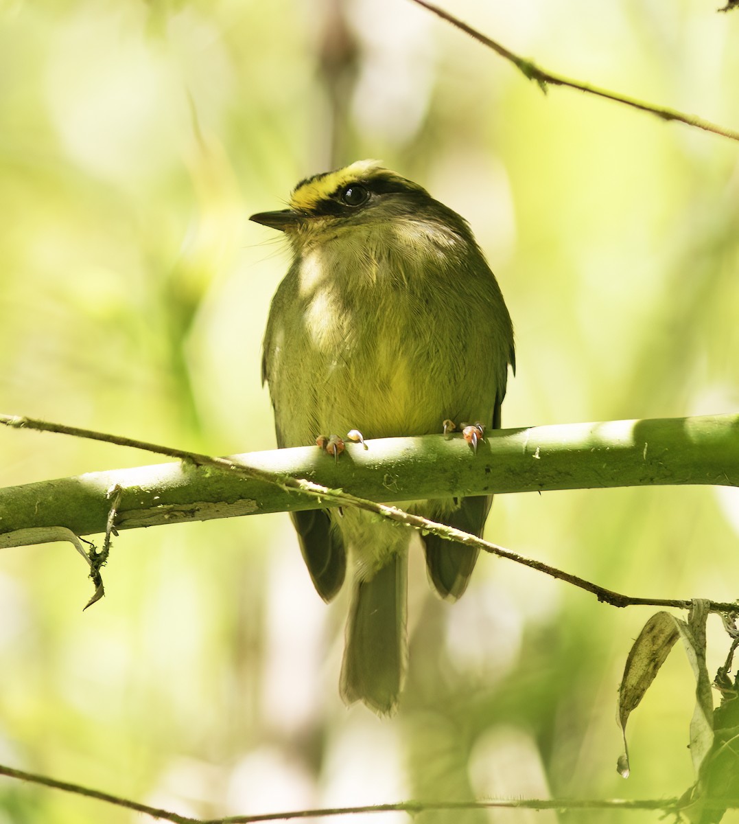 Yellow-bellied Chat-Tyrant - ML651067809