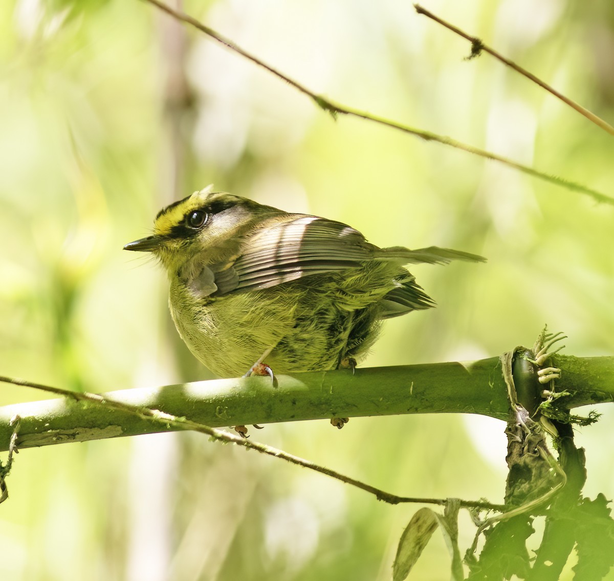 Yellow-bellied Chat-Tyrant - ML651067810